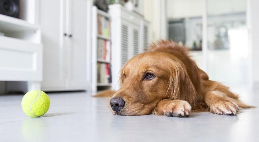 Köpekler Hastayken Ne Yer?