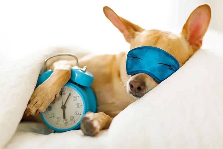 Köpekler Kaç Saat Uyur? Uykuyu Seven Köpek Cinsleri Köpekler Kaç Saat Uyur? Uykuyu Seven Köpek Cinsleri