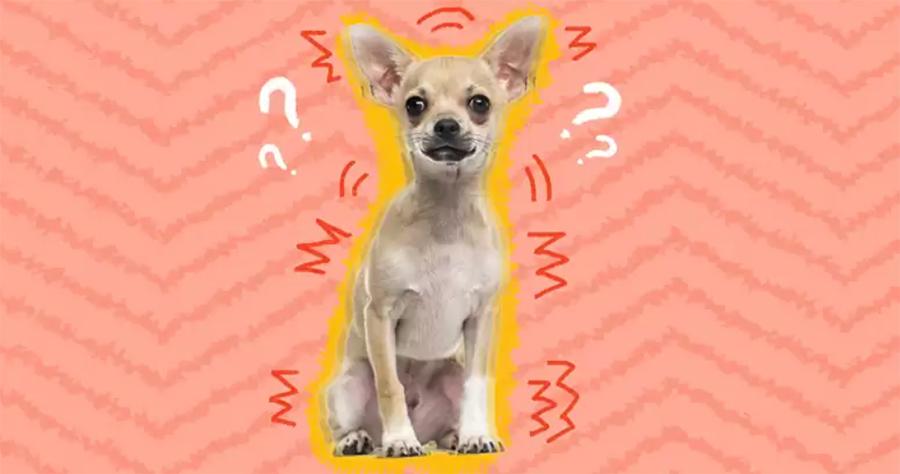 Köpeğim Neden Titriyor? Köpeklerde Titreme Sorunu