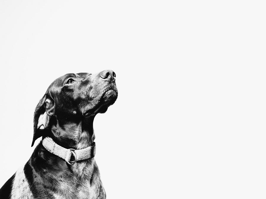 Köpekler Neden Ulur? Köpekler Neden Ulur?