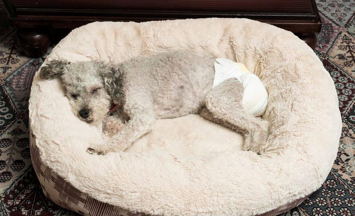 Köpekler Regl Olur mu?