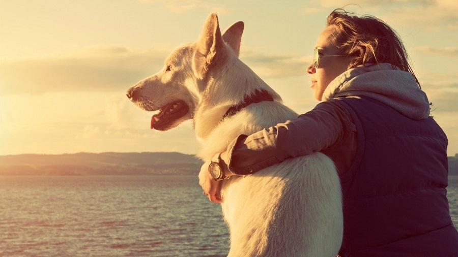 Köpekler Sahiplerini Nasıl Tanır? Köpekler Sahiplerini Nasıl Tanır?