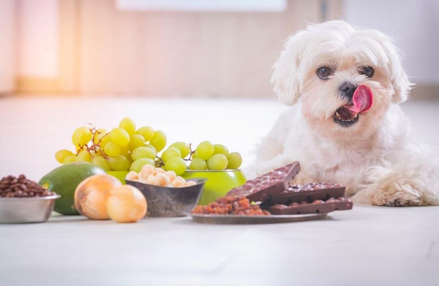 Köpekler Yaban Mersini Yer mi? Köpekler Yaban Mersini Yer mi?