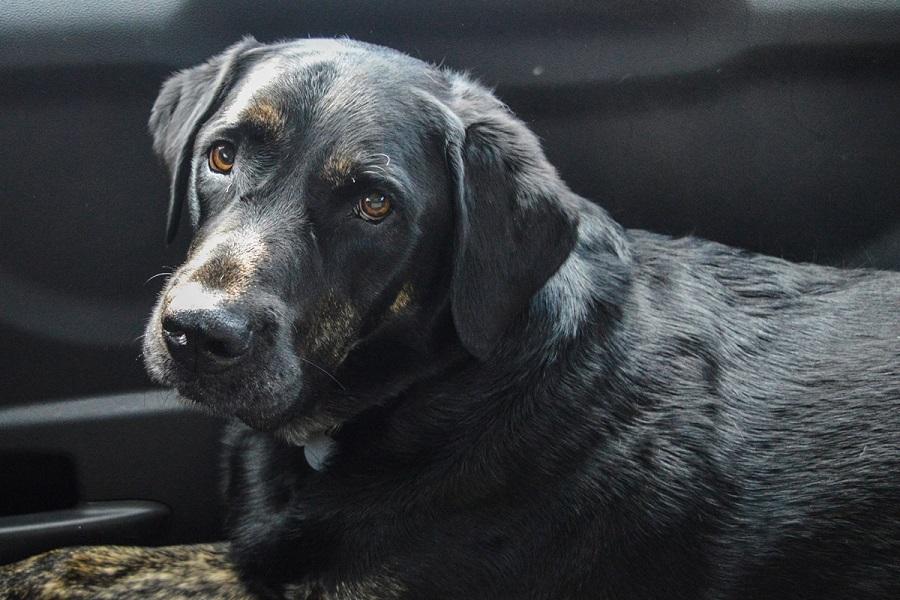 Köpeklerde Astım Belirtileri Nelerdir?