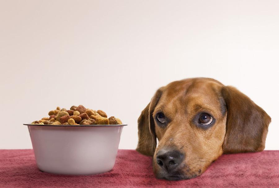 Köpeklerde Beslenme Hastalıkları Nelerdir? Köpeklerde Beslenme Hastalıkları Nelerdir?