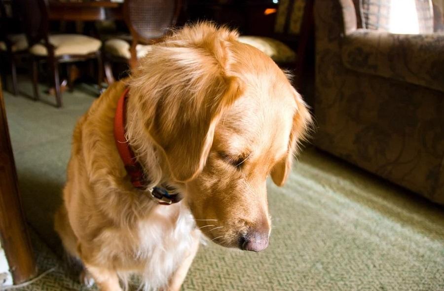 Köpeklerde Cushing Sendromu Belirtileri Nelerdir?