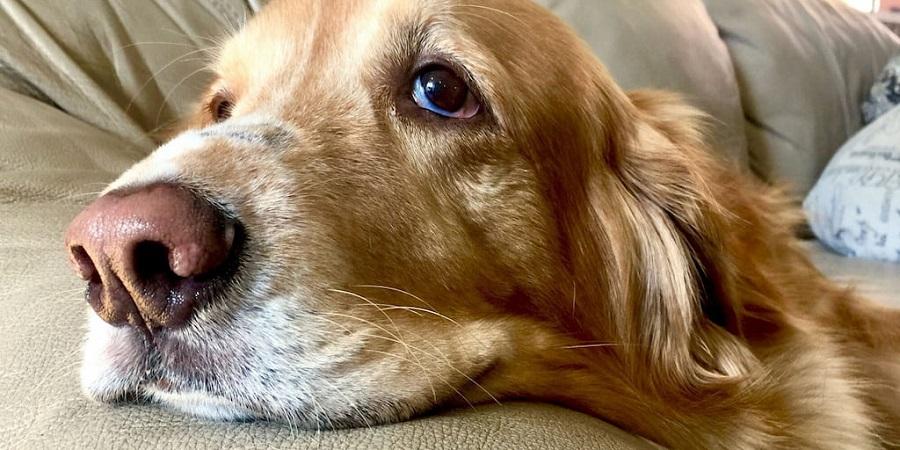 Köpeklerde Deri Koyulaşması Neden Olur?