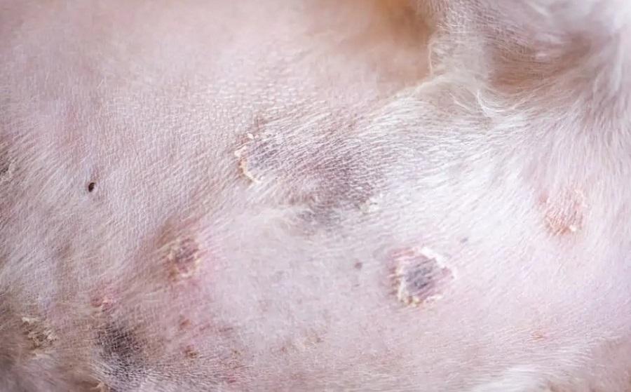 Köpeklerde Deri Mantarı Neden Olur?