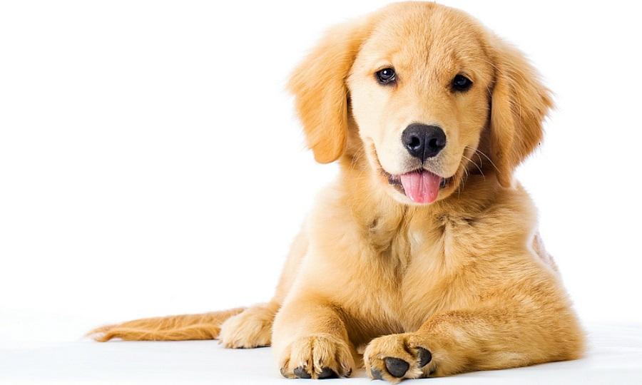 Köpeklerde Deri Siyahlaşması Neden Olur? Köpeklerde Deri Siyahlaşması Neden Olur?