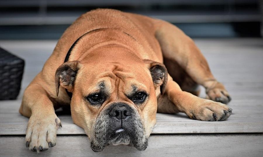 Köpeklerde İç Kanama Belirtileri Nelerdir?
