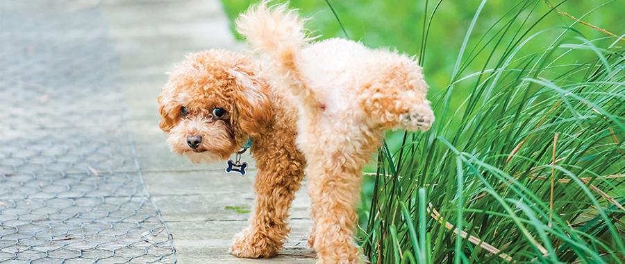 Köpeklerde İdrar Yolu Enfeksiyonu Sorunları Köpeklerde İdrar Yolu Enfeksiyonu Sorunları