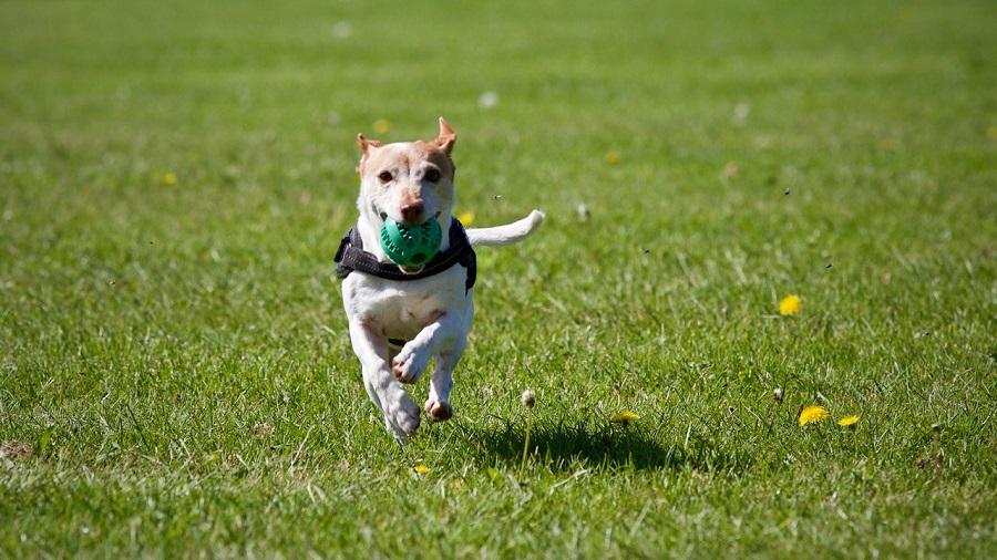 Köpeklerde İleri İtaat Eğitiminde Dikkat Edilmesi Gerekenler Nelerdir? Köpeklerde İleri İtaat Eğitiminde Dikkat Edilmesi Gerekenler Nelerdir?