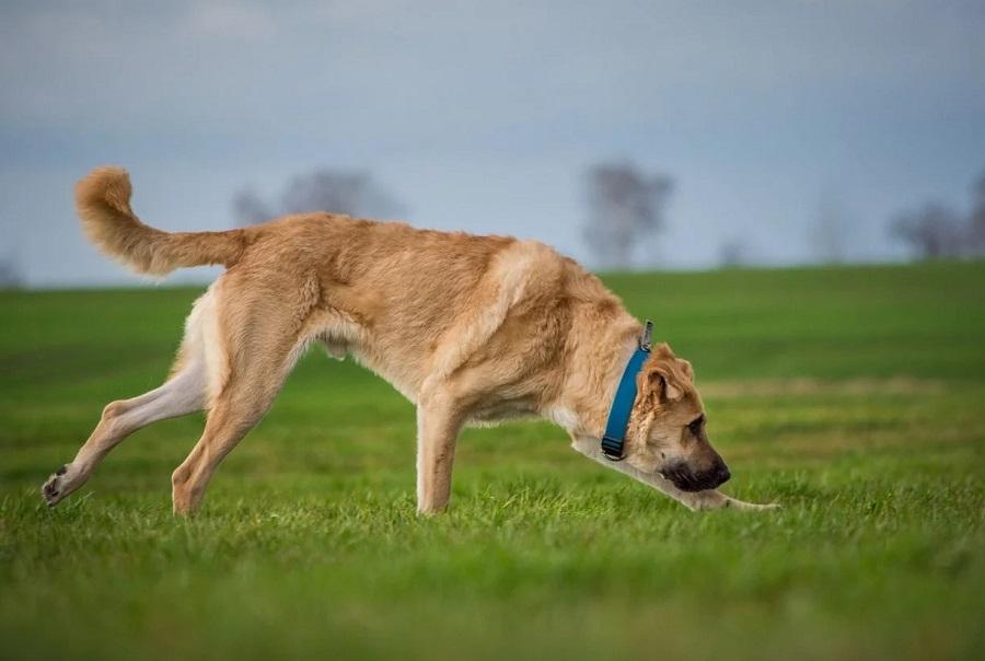 Köpeklerde Kalça Çıkığı Neden Olur?