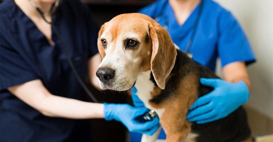Köpeklerde Kalça Displazisi Belirtileri ve Tedavi Yolları Köpeklerde Kalça Displazisi Belirtileri ve Tedavi Yolları
