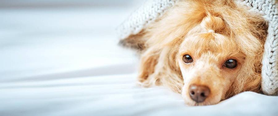 Köpeklerde Kalp Büyümesi Belirtileri ve Tedavisi Köpeklerde Kalp Büyümesi Belirtileri ve Tedavisi