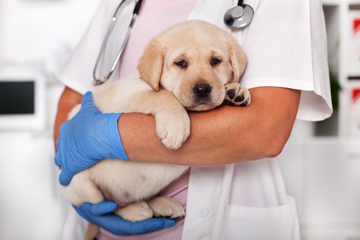 Köpeklerde Kanlı İshal ve Tedavisi Köpeklerde Kanlı İshal ve Tedavisi