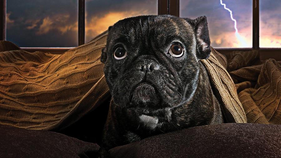 Köpeklerde Anksiyete Nedir? Köpeklerde Ayrılık Kaygısı&nbsp;