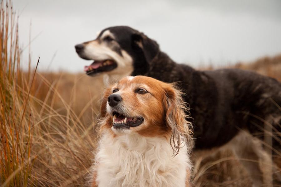 Köpeklerde Kızgınlık: Köpekler Ne Zaman Kızgınlığa Girer? Köpeklerde Kızgınlık: Köpekler Ne Zaman Kızgınlığa Girer?
