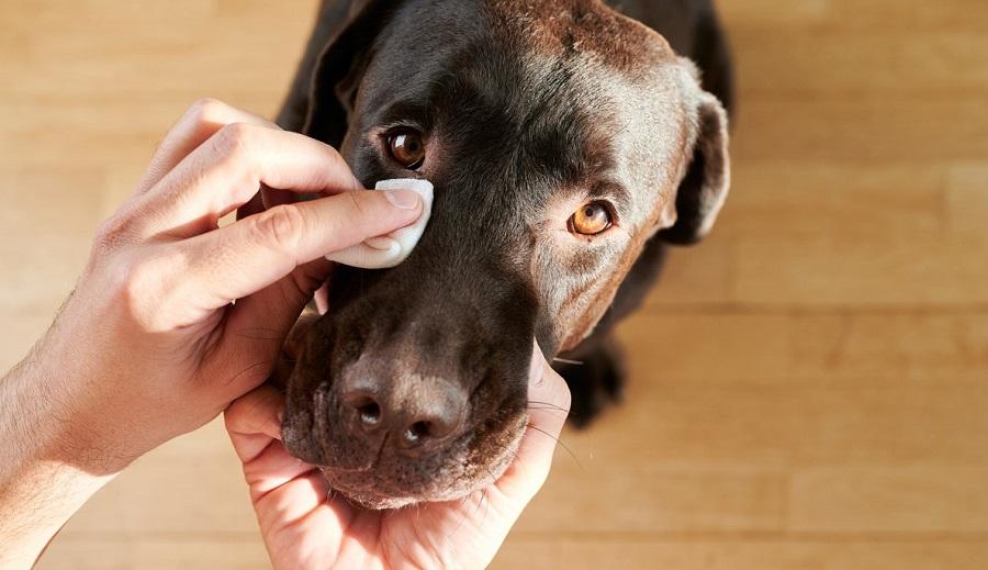 Köpeklerde Konjuktivitis Neden Olur?