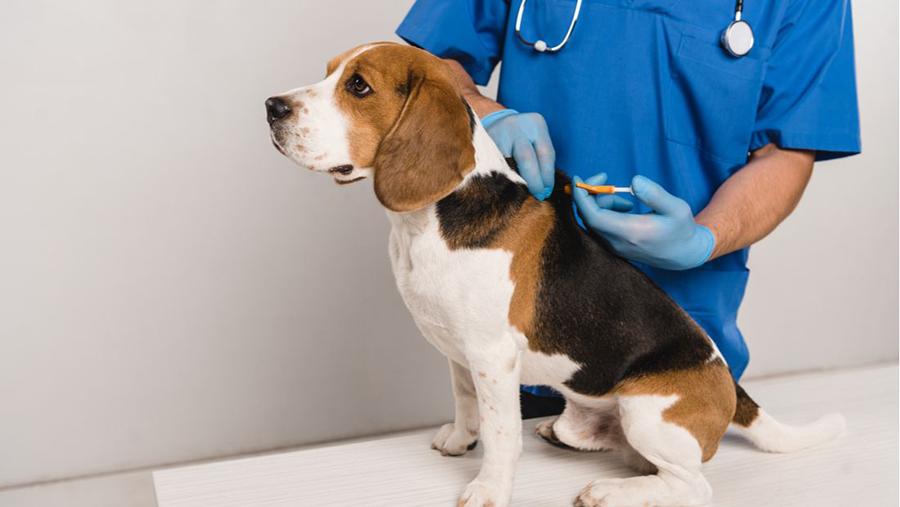 Köpeklerde Çip Ne İşe Yarar? Köpeklerde Çip Ne İşe Yarar?
