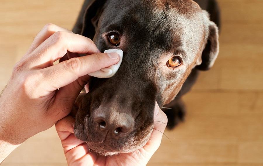 Köpeklerde Oluşan Göz Enfeksiyonu Belirtileri ve Çözüm Yolları Nelerdir?
