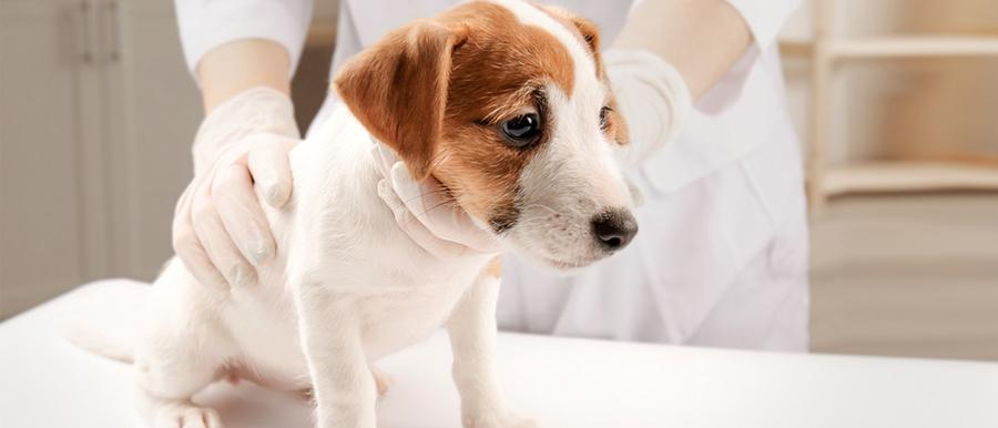 Köpeklerde Parvovirüs Belirtileri Tedavi Yolları Köpeklerde Parvovirüs Belirtileri Tedavi Yolları