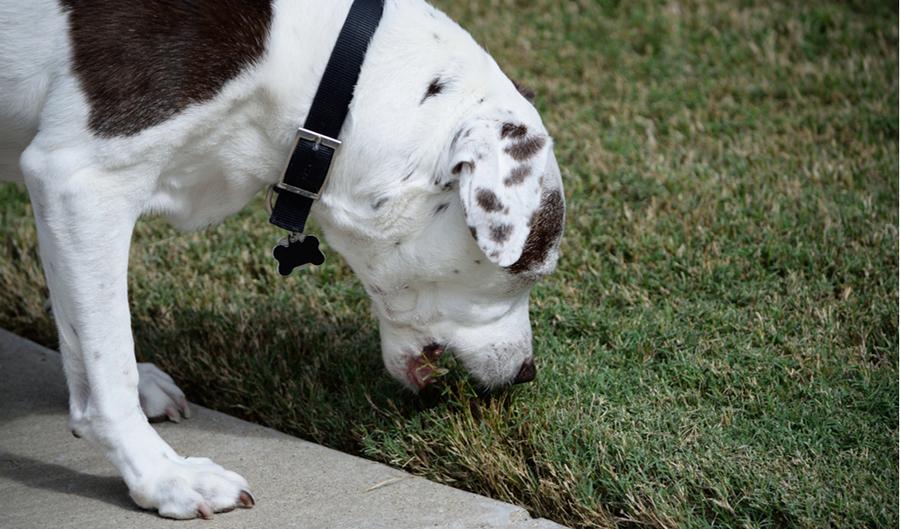 Köpeğim Neden Çimen Yiyor? Köpeklerde Pika Sendromu Köpeğim Neden Çimen Yiyor? Köpeklerde Pika Sendromu