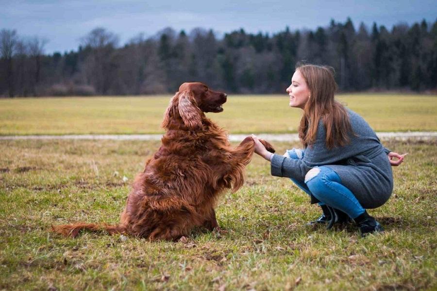 Köpeklerde Temel İtaat Eğitimi Nedir? Köpeklerde Temel İtaat Eğitimi Nedir?