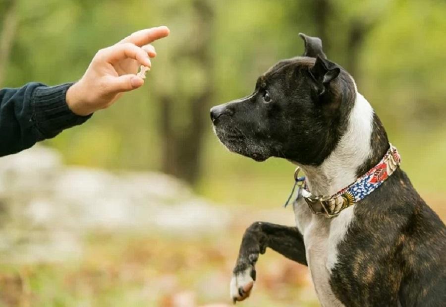 Köpeklerde Temel İtaat Eğitiminde Dikkat Edilmesi Gerekenler Nelerdir? Köpeklerde Temel İtaat Eğitiminde Dikkat Edilmesi Gerekenler Nelerdir?