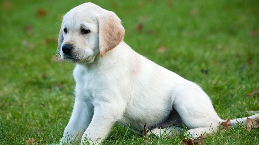 Köpeklerde Tuvalet Eğitimi Nasıl Verilir? Köpeklerde Tuvalet Eğitimi Nasıl Verilir?