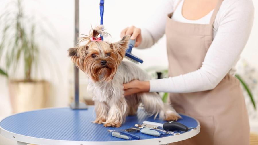 Köpeklerde Tüy Bakımı Nasıl Yapılır?