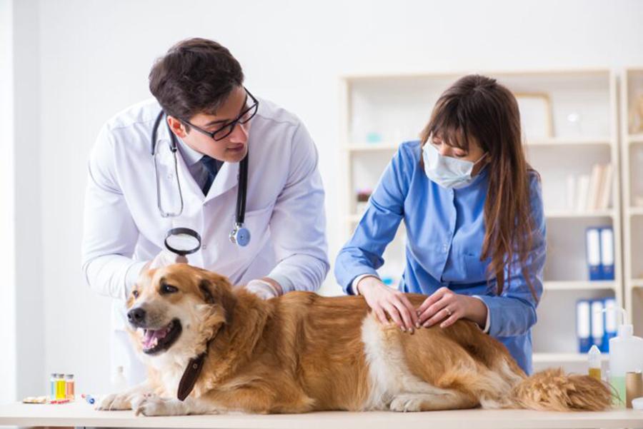 Köpeklerde Uyuz Belirtileri Köpeklerde Uyuz Belirtileri