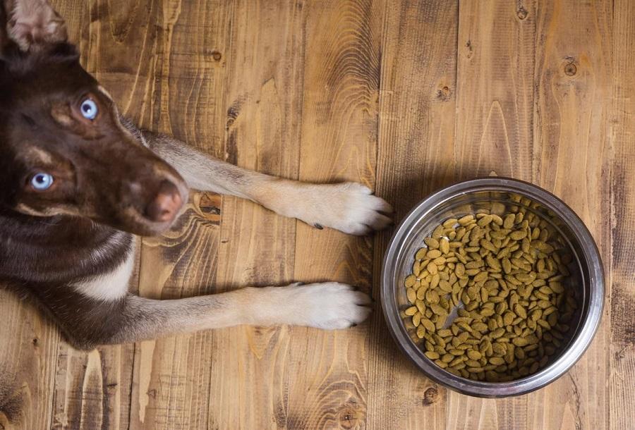 Köpeklerde Yeme Bozuklukları Nelerdir? Köpeklerde Yeme Bozuklukları Nelerdir?