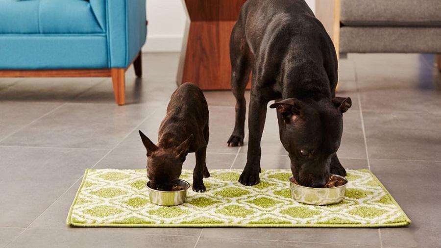 Köpeklerde Yetişkin Mamasına Geçiş Ne Zaman Olmalı? Köpeklerde Yetişkin Mamasına Geçiş Ne Zaman Olmalı?
