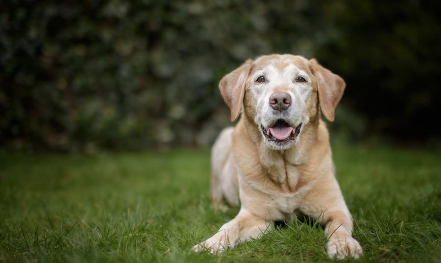 Köpeklerde Yüz Felcin Tedavisi Köpeklerde Yüz Felcin Tedavisi