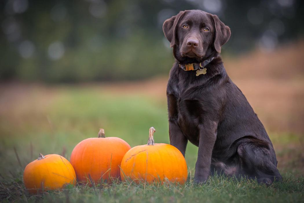 Köpeğinizi Ne Sıklıkla Beslemelisiniz? Köpeklerde Beslenme Köpeğinizi Ne Sıklıkla Beslemelisiniz? Köpeklerde Beslenme