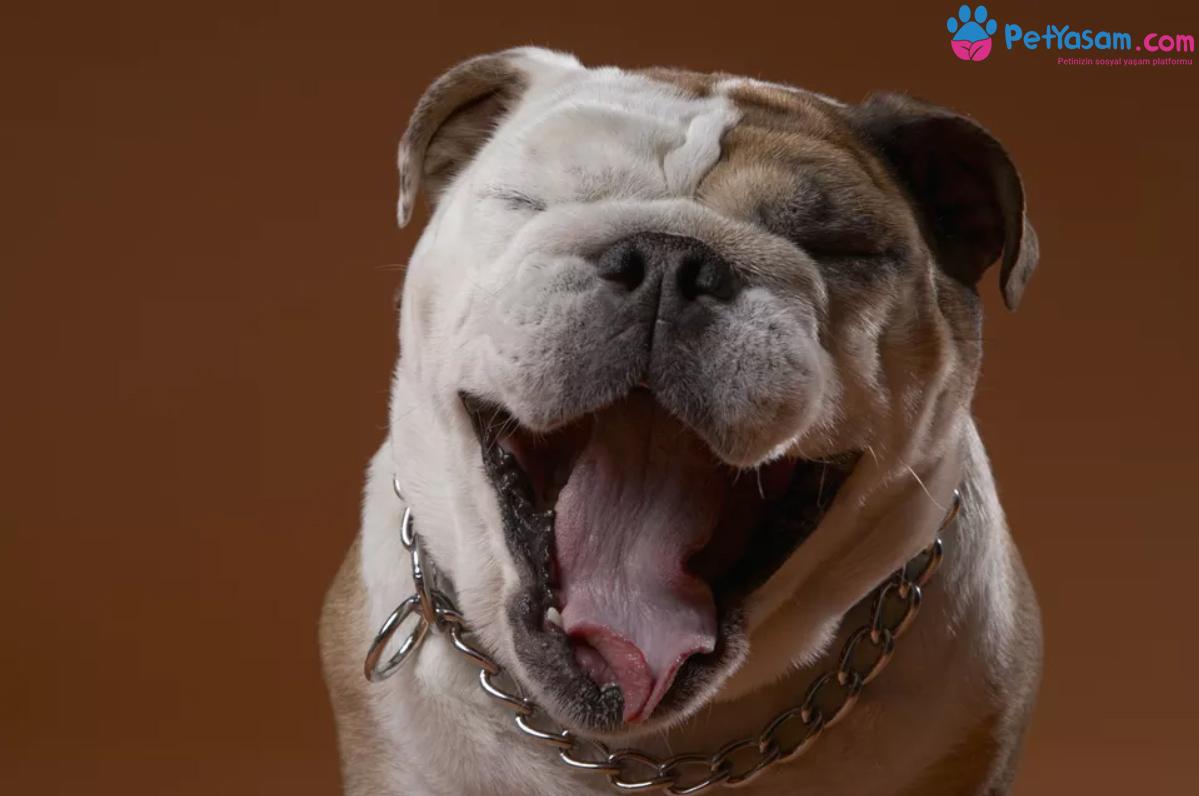 Köpeklerde Ağız İltihabı ve Ağız Ülserleri Köpeklerde Ağız İltihabı ve Ağız Ülserleri