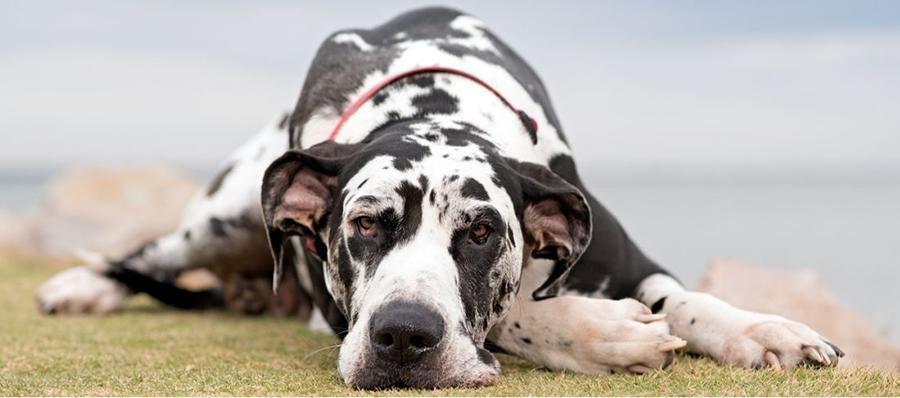 Köpeklerde Addison Hastalığı  Belirtileri Köpeklerde Addison Hastalığı  Belirtileri
