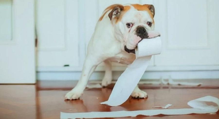 Köpeklere Tuvalet Alışkanlığı Nasıl Kazandırılır? Köpeklere Tuvalet Alışkanlığı Nasıl Kazandırılır?
