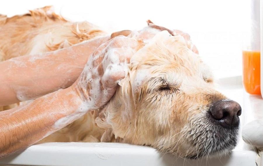 Köpeklerin Banyo Yaptıkları Zaman Aralığı Nasıldır? Köpeklerin Banyo Yaptıkları Zaman Aralığı Nasıldır?