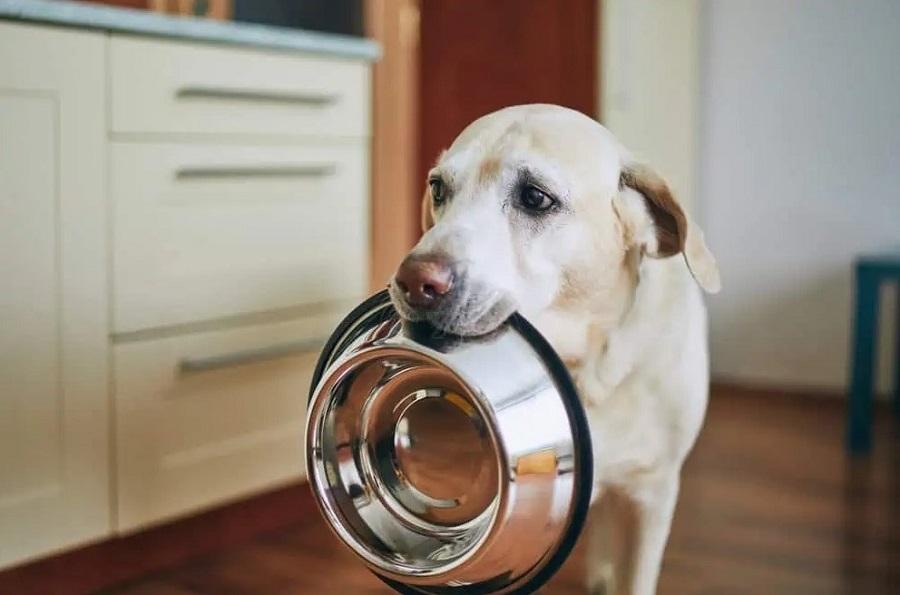 Köpeklerin Bir Günde Yedikleri Yemek Miktarı Ne Kadar? Köpeklerin Bir Günde Yedikleri Yemek Miktarı Ne Kadar?