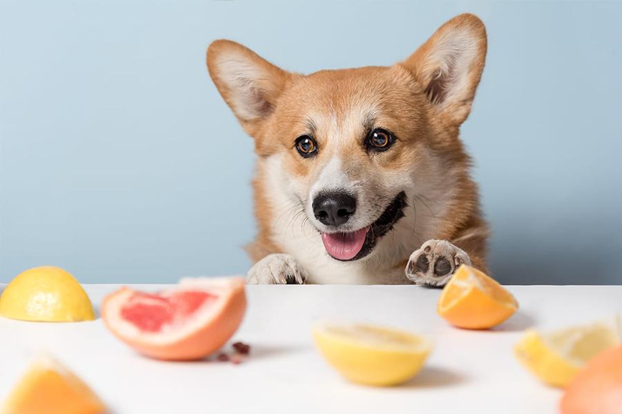 Köpekler Mandalina Yer mi? Köpekler Mandalina Yer mi?