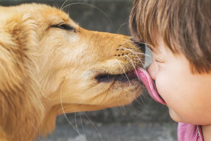 Köpeklerin Sahiplerini Yalama Nedenleri Köpeklerin Sahiplerini Yalama Nedenleri