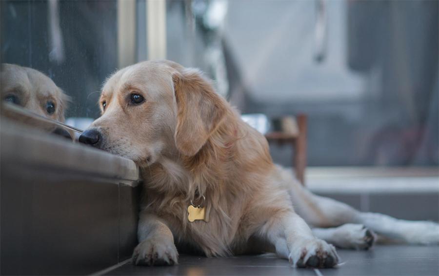 Köpekler Üzülünce Ne Yapar?