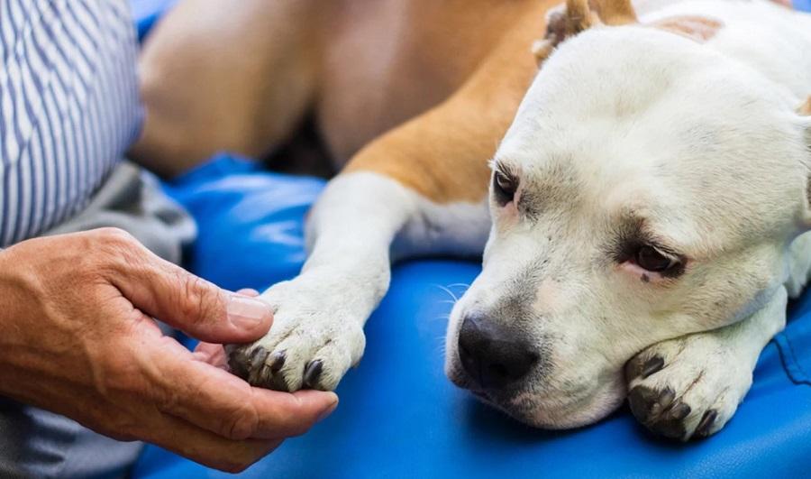 Köpeklerin Zehirlenmeleri Durumunda Neler Yapılmalıdır? Köpeklerin Zehirlenmeleri Durumunda Neler Yapılmalıdır?
