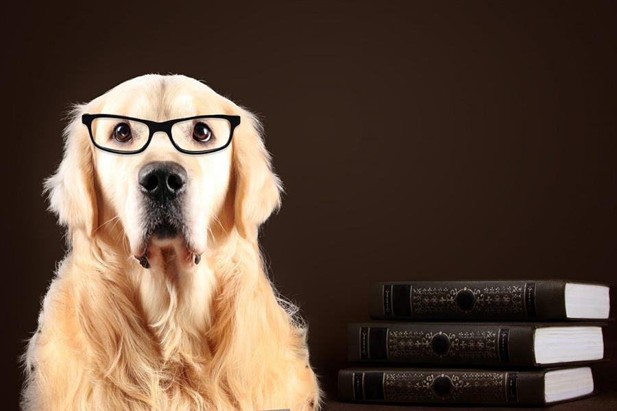 Köpeklerin Zekâsı Var mı? Köpeklerde Zekâ Gelişimi Köpeklerin Zekâsı Var mı? Köpeklerde Zekâ Gelişimi