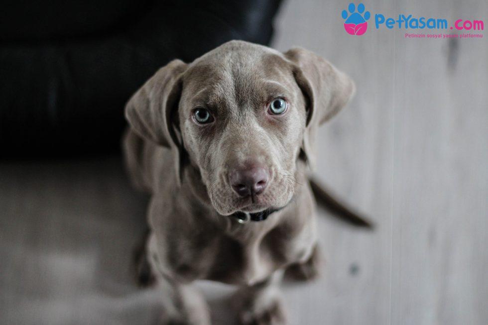 Köpeklerde Aşı Reaksiyonları Nedir? Köpeklerde Aşı Reaksiyonları Nedir?
