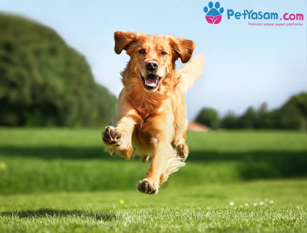 Köpekler Neden Arabaların Arkasından Koşar? Köpekler Neden Arabaların Arkasından Koşar?