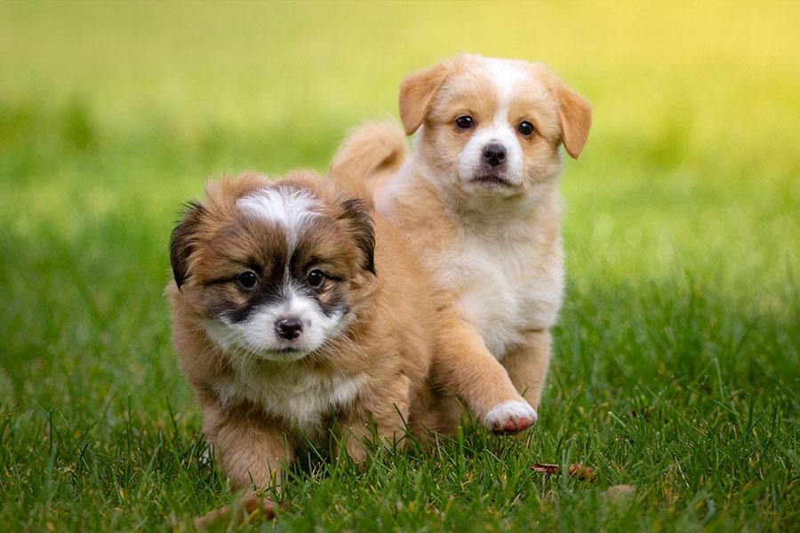 Türkiye'de En Çok Beslenen Küçük Köpek Cinsleri Türkiye'de En Çok Beslenen Küçük Köpek Cinsleri