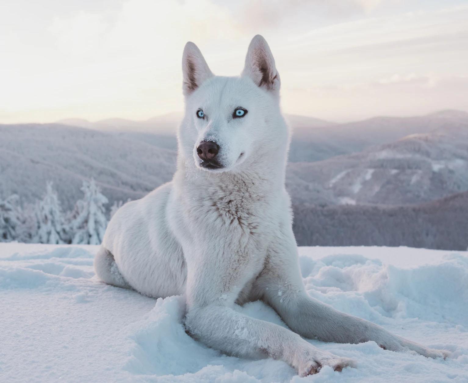 Köpek Göz ve Kulak Temizliği